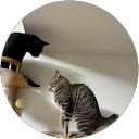 ねこ profile picture